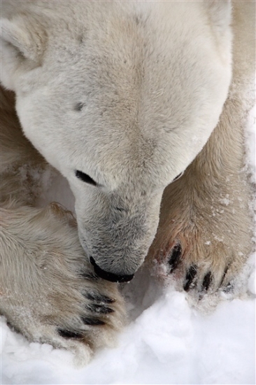 600_Manitoba_Churchill_PolarB_Day4_1303.jpg