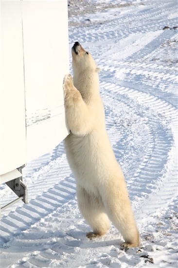 600_Manitoba_Churchill_PolarB_Day4_1326.jpg