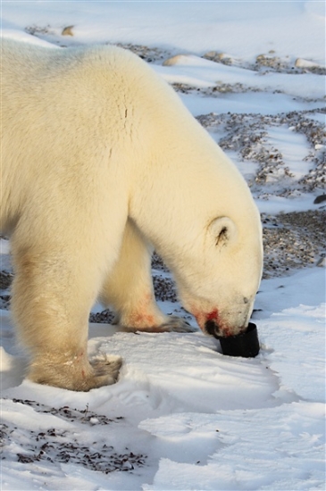 600_Manitoba_Churchill_PolarB_Day4_2114.jpg