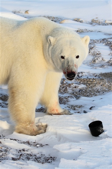 600_Manitoba_Churchill_PolarB_Day4_2115.jpg