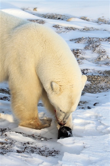 600_Manitoba_Churchill_PolarB_Day4_2117.jpg