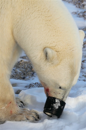 600_Manitoba_Churchill_PolarB_Day4_2132.jpg