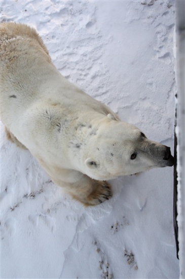 600_Manitoba_Churchill_PolarB_Day5_1436.jpg