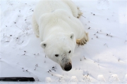 600_Manitoba_Churchill_PolarB_Day2_1189