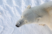 600_Manitoba_Churchill_PolarB_Day2_1219