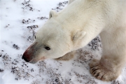 600_Manitoba_Churchill_PolarB_Day4_1287