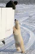 600_Manitoba_Churchill_PolarB_Day4_1321