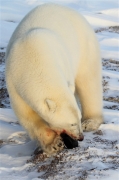 600_Manitoba_Churchill_PolarB_Day4_2111