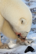 600_Manitoba_Churchill_PolarB_Day4_2131