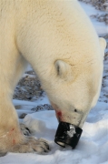 600_Manitoba_Churchill_PolarB_Day4_2132