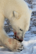 600_Manitoba_Churchill_PolarB_Day4_2133