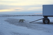 600_Manitoba_Churchill_PolarB_Day5_1425