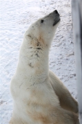 600_Manitoba_Churchill_PolarB_Day5_1437