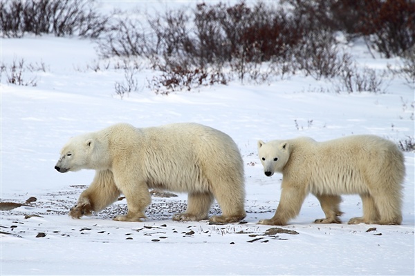 600_Manitoba_Churchill_PolarB_Day5_2414.jpg