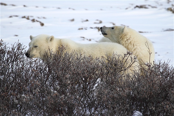 600_Manitoba_Churchill_PolarB_Day5_2416.jpg