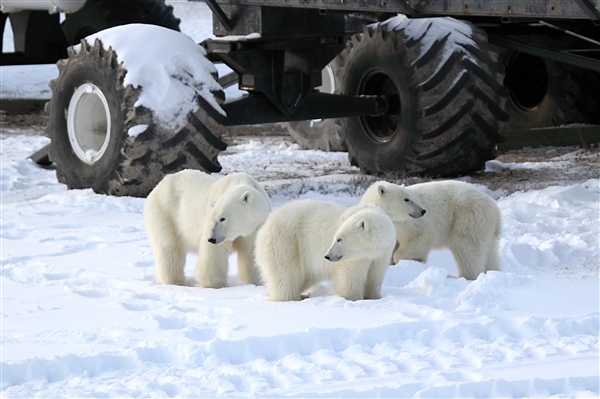 600_Manitoba_Churchill_PolarB_Day5_2421.jpg