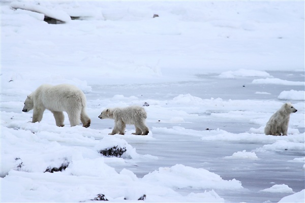 600_Manitoba_Churchill_PolarB_Day6_2492.jpg