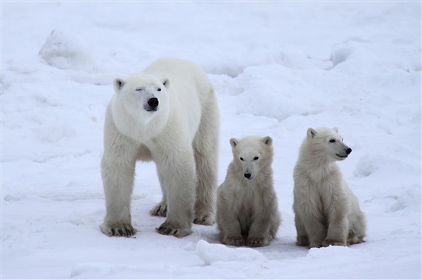 600_Manitoba_Churchill_PolarB_Day6_2506.jpg