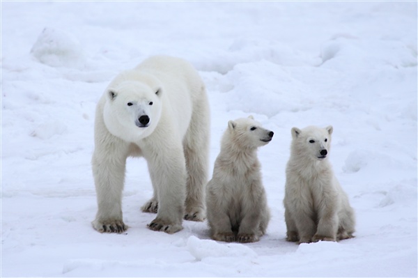 600_Manitoba_Churchill_PolarB_Day6_2507.jpg