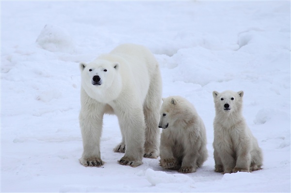 600_Manitoba_Churchill_PolarB_Day6_2508.jpg