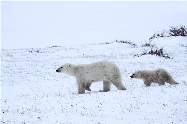 600_Manitoba_Churchill_PolarB_Day6_2515.jpg