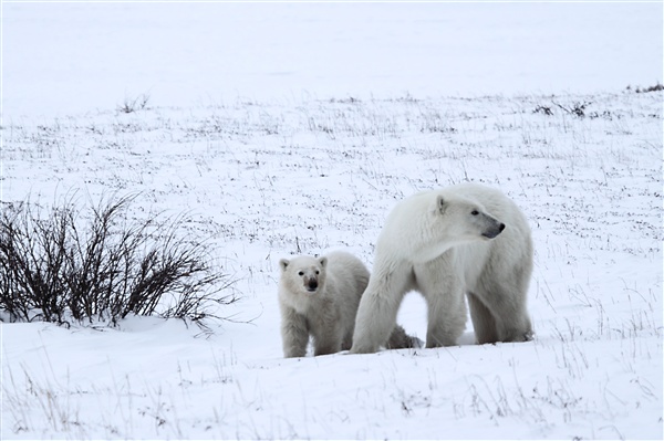 600_Manitoba_Churchill_PolarB_Day6_2520.jpg