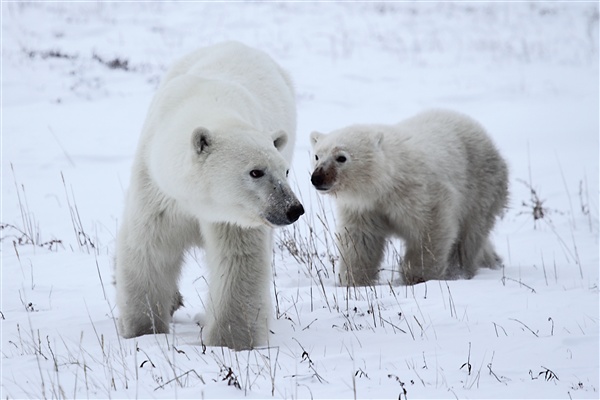 600_Manitoba_Churchill_PolarB_Day6_2523_m.jpg