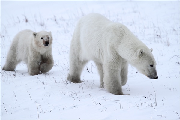 600_Manitoba_Churchill_PolarB_Day6_2524.jpg