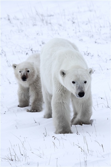 600_Manitoba_Churchill_PolarB_Day6_2525_m.jpg