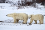 600_Manitoba_Churchill_PolarB_Day5_2413