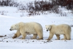 600_Manitoba_Churchill_PolarB_Day5_2414