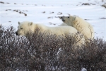 600_Manitoba_Churchill_PolarB_Day5_2416