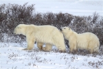 600_Manitoba_Churchill_PolarB_Day5_2420