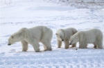 600_Manitoba_Churchill_PolarB_Day5_2424