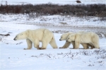 600_Manitoba_Churchill_PolarB_Day5_2432