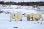 600_Manitoba_Churchill_PolarB_Day5_2433