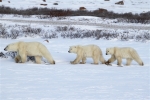 600_Manitoba_Churchill_PolarB_Day5_2434