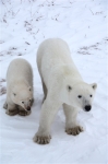 600_Manitoba_Churchill_PolarB_Day6_1518