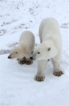 600_Manitoba_Churchill_PolarB_Day6_1519