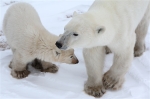 600_Manitoba_Churchill_PolarB_Day6_1520_m