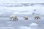 600_Manitoba_Churchill_PolarB_Day6_2497