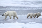 600_Manitoba_Churchill_PolarB_Day6_2500