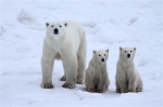 600_Manitoba_Churchill_PolarB_Day6_2502