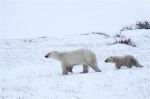 600_Manitoba_Churchill_PolarB_Day6_2515