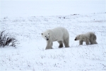 600_Manitoba_Churchill_PolarB_Day6_2518