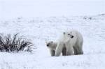 600_Manitoba_Churchill_PolarB_Day6_2519