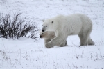 600_Manitoba_Churchill_PolarB_Day6_2522