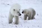 600_Manitoba_Churchill_PolarB_Day6_2523_m