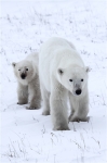 600_Manitoba_Churchill_PolarB_Day6_2525_m