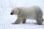 600_Manitoba_Churchill_PolarB_Day6_2532